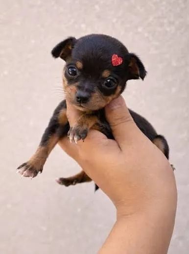 Pinscher filhotes 