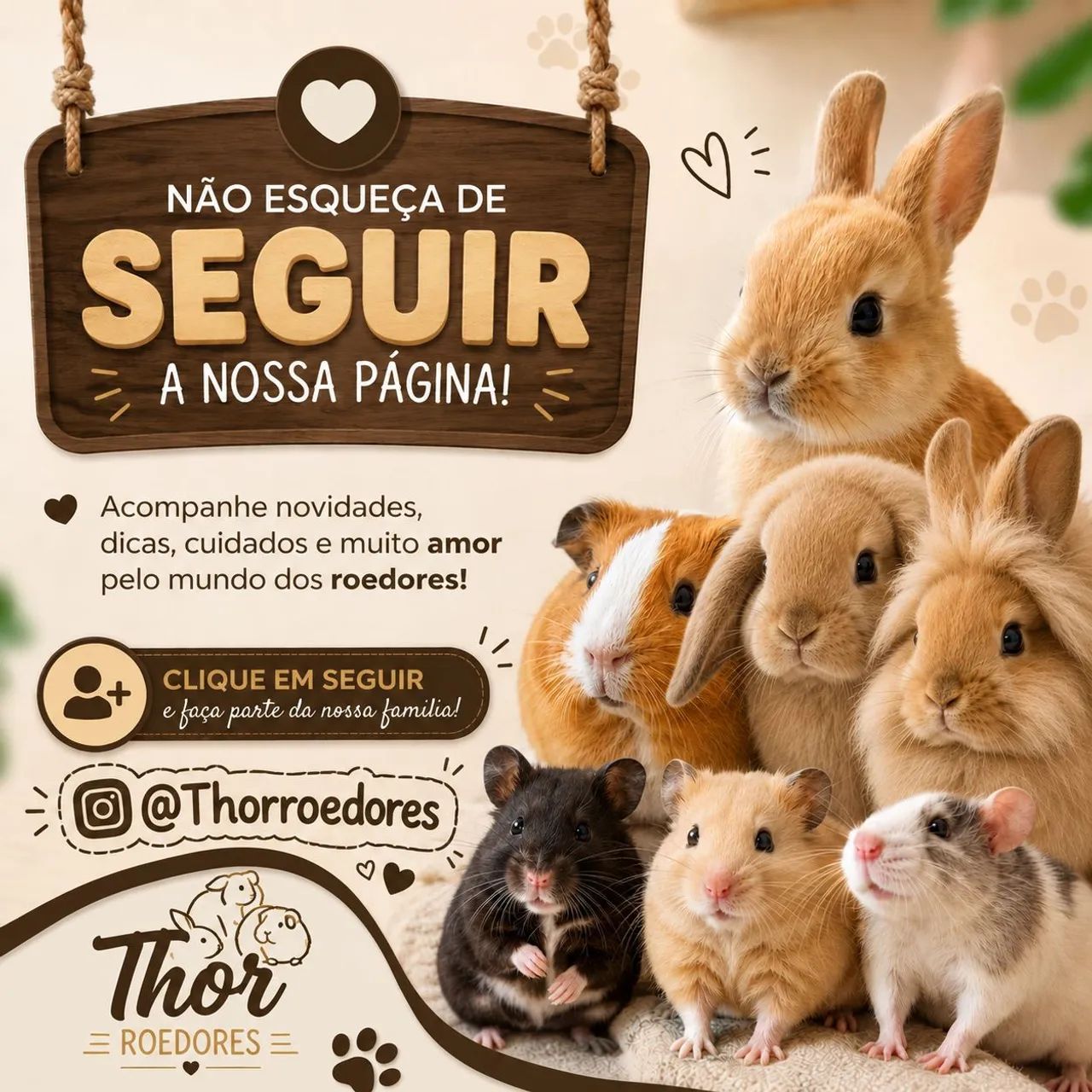 Coelho Mini Lion - Foto 3