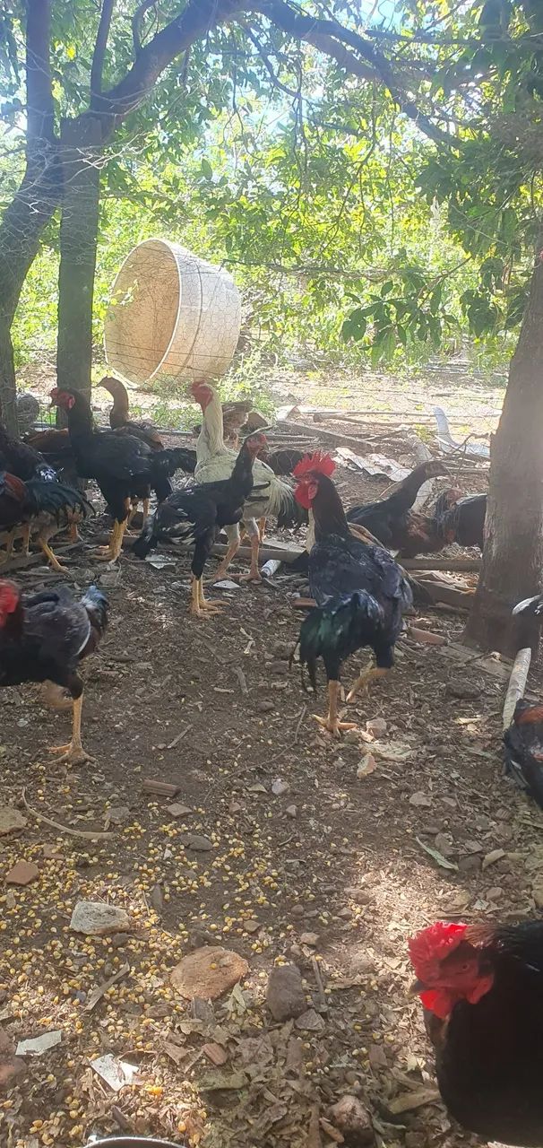 Vende frango caipira - Foto 2