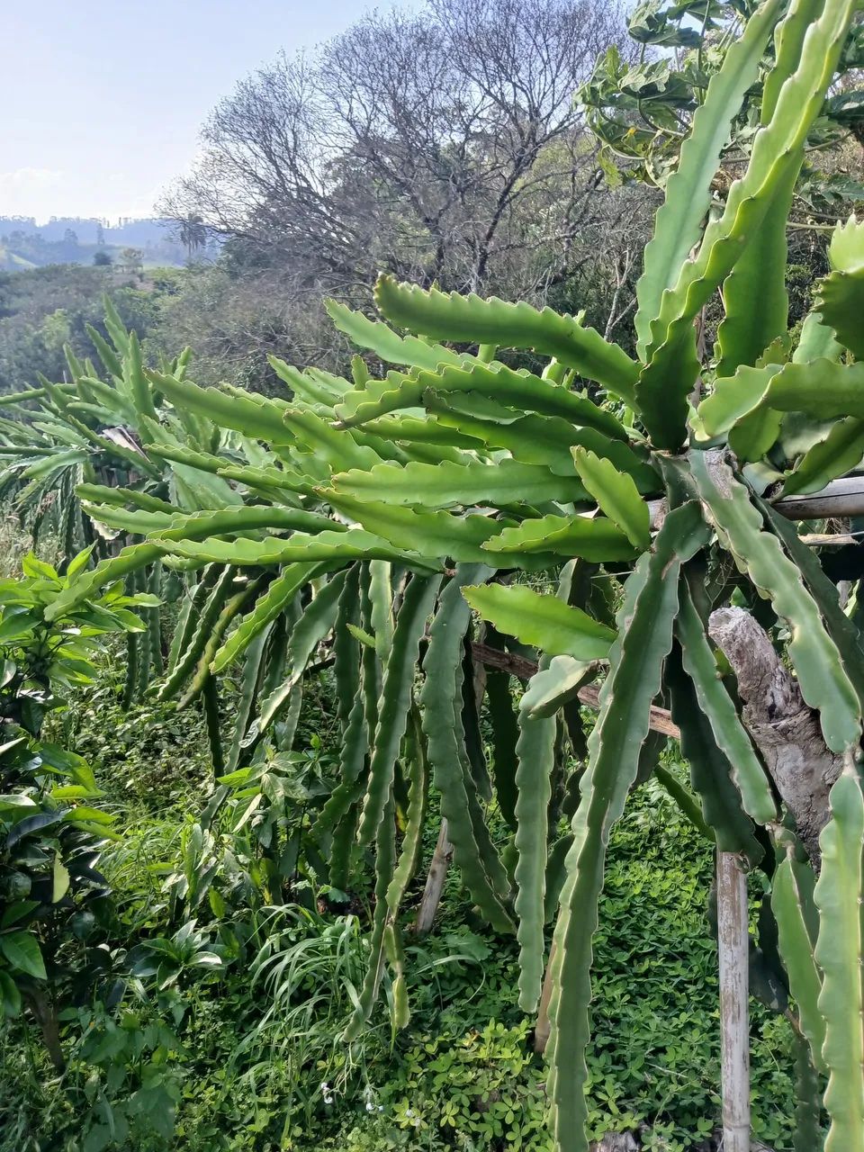 Mudas de pitaya  - Foto 2