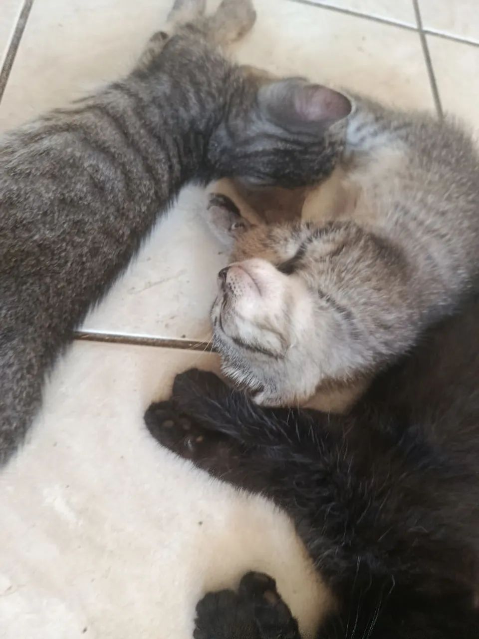 Gatinho fofinho pra adoção  - Foto 3