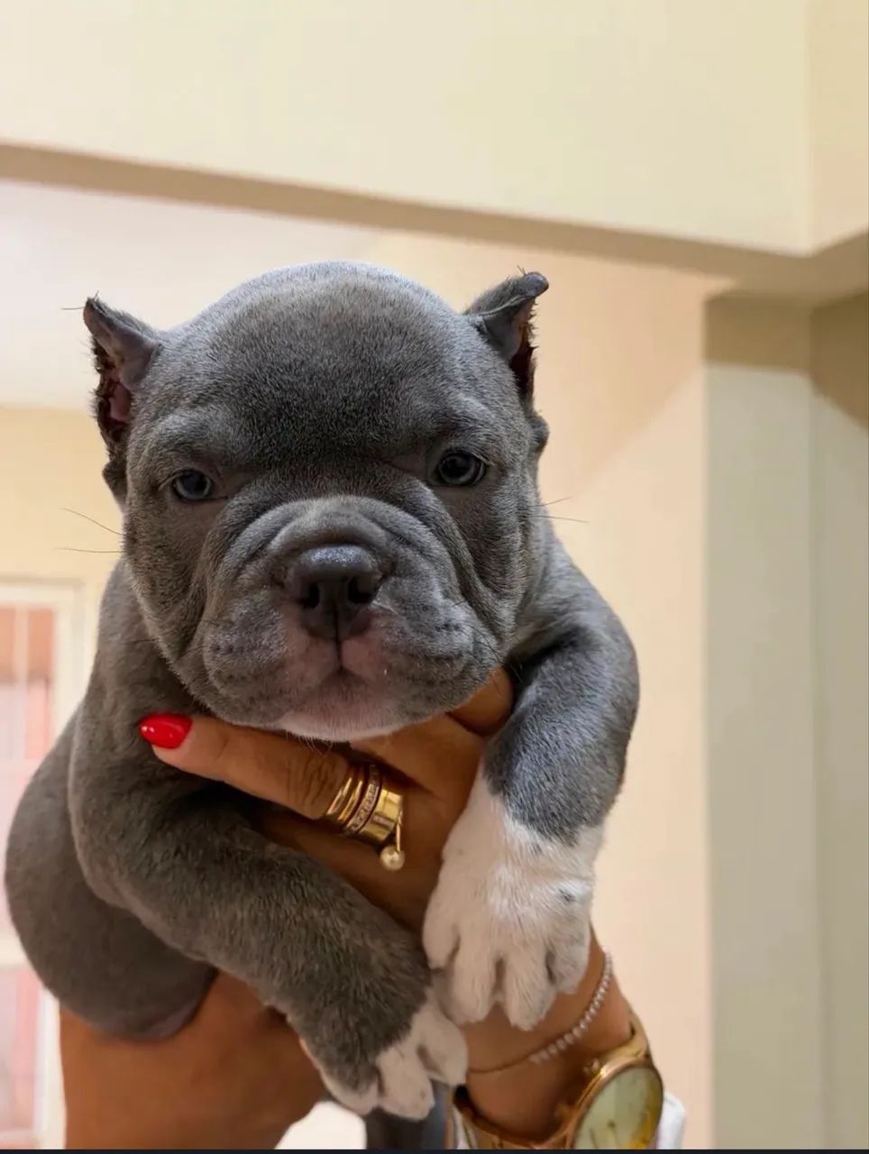 American Bully Micro  - Foto 5
