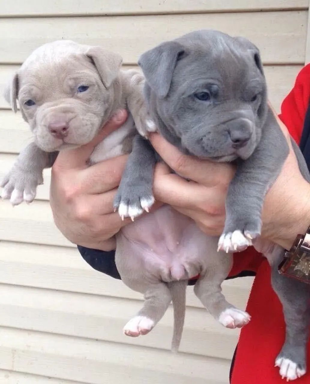 American Bully Machos e Femeas 