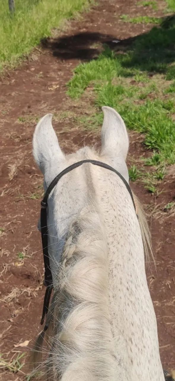 Cavalo Marchador - Venda, Troca - Entrada + Parcelas - Foto 2