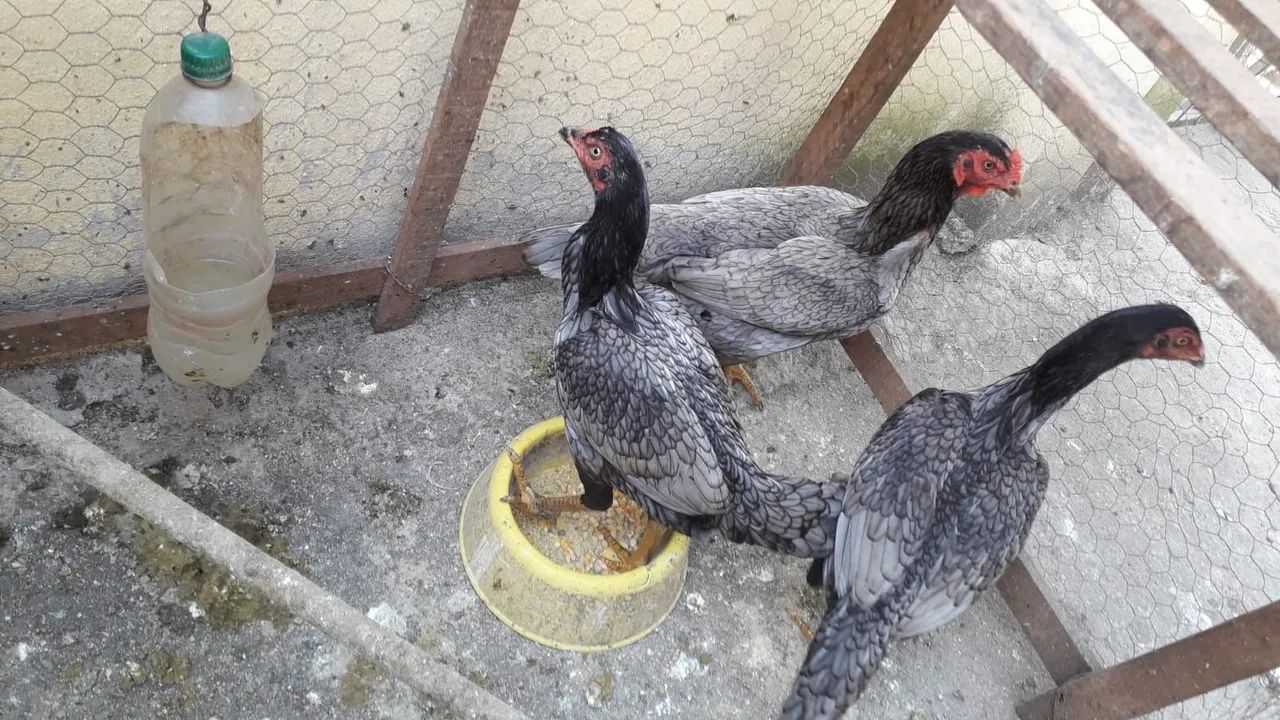 Frangas e Frangos