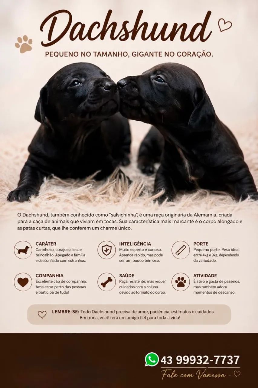 Dacshound, teckel salsicha  - Foto 3