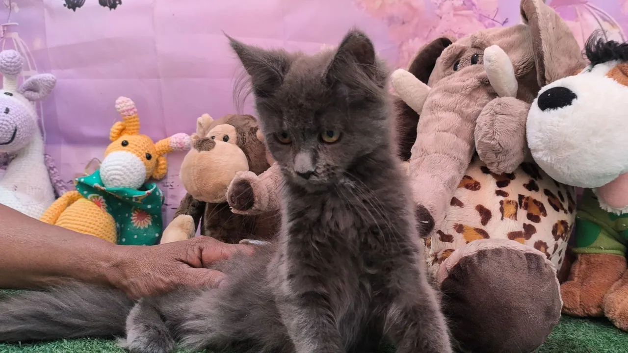 Maine Coon  - Foto 4