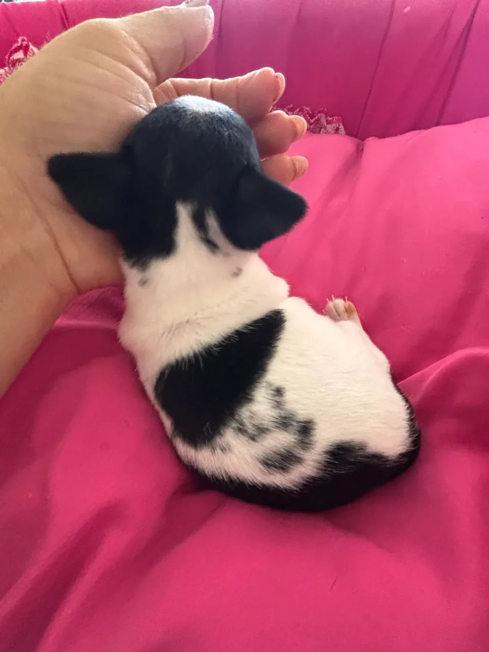 Pinscher fêmea  - Foto 5