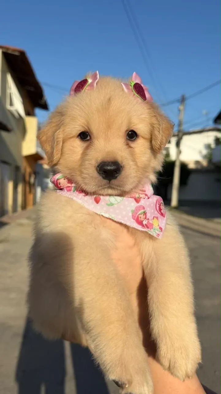 Filhotes golden RETRIVER  - Foto 3