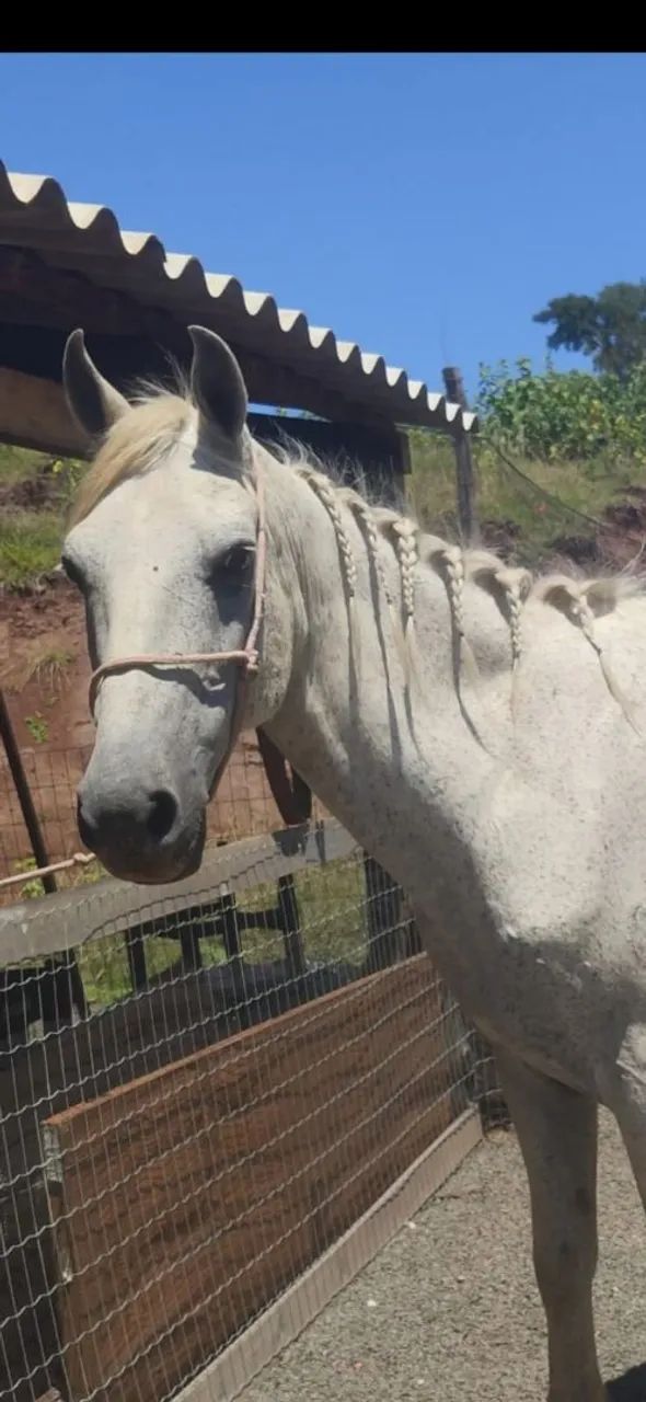 Cavalo  - Foto 5