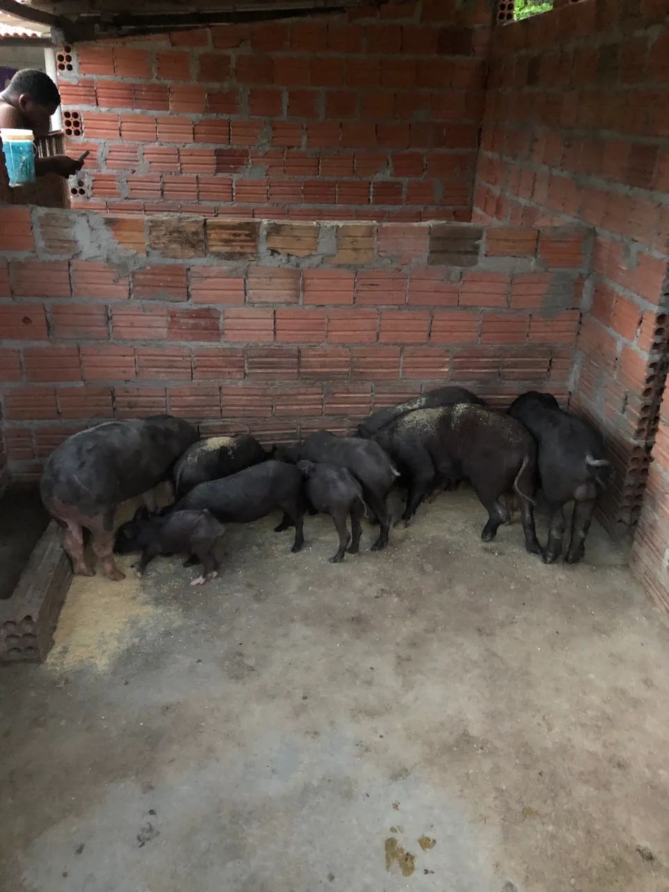 Animais 