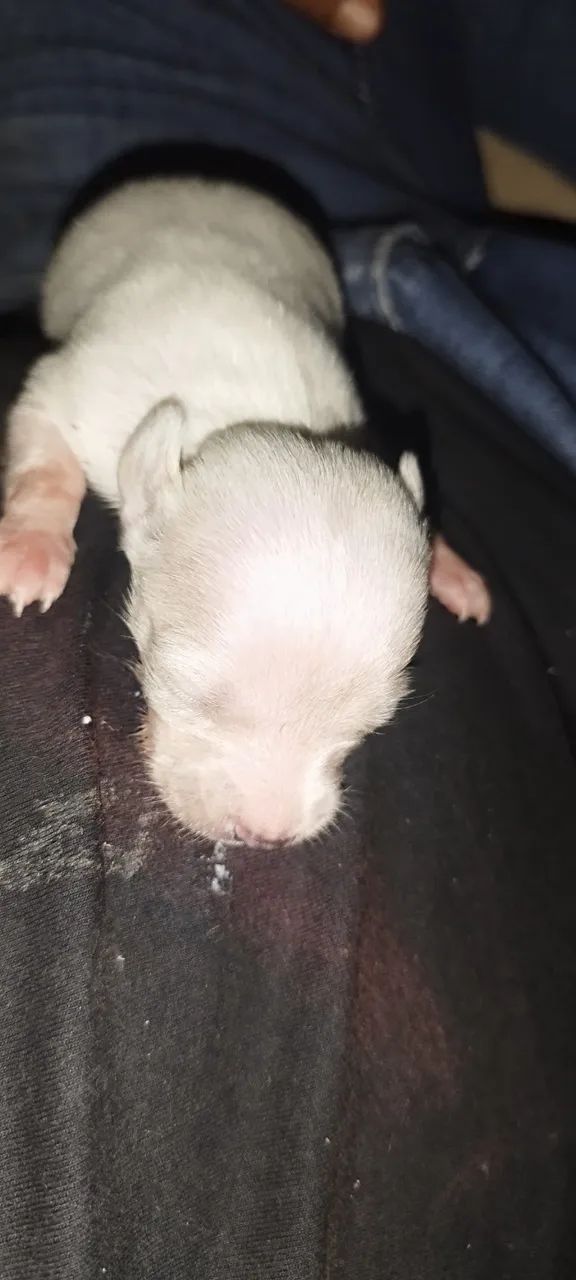 Cachorro 