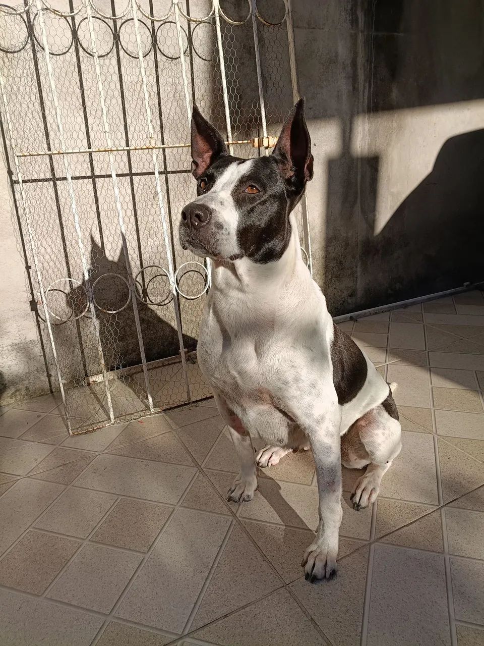 Doação de cadela  - Foto 2
