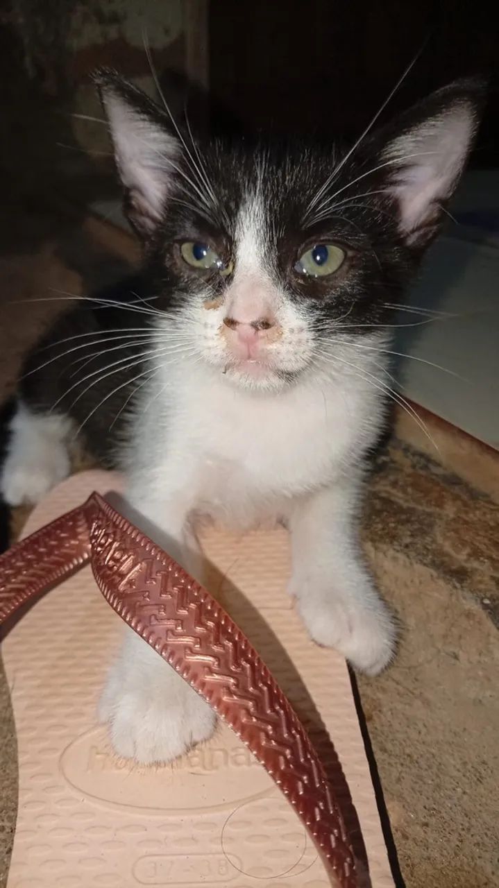 Gatos - Foto 3