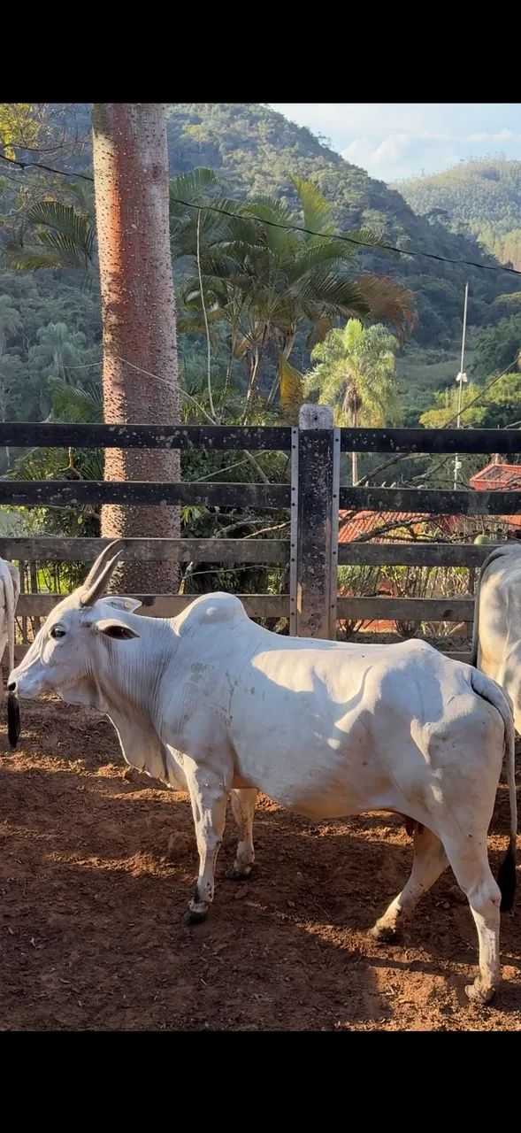 Vacas Nelore  - Foto 2