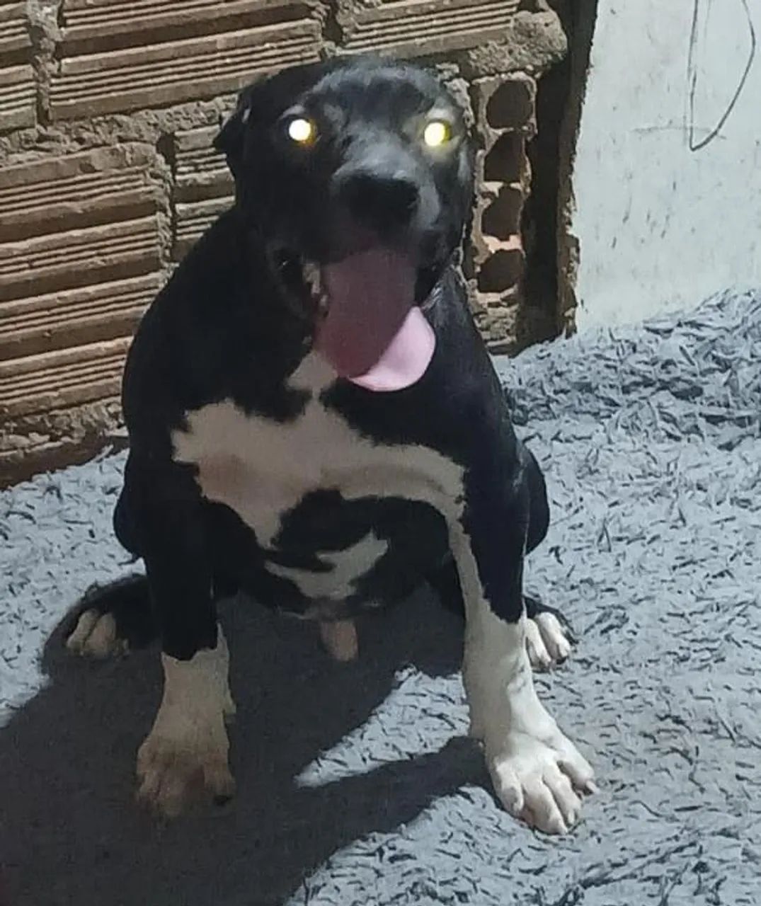 Pitmonster 4 meses 