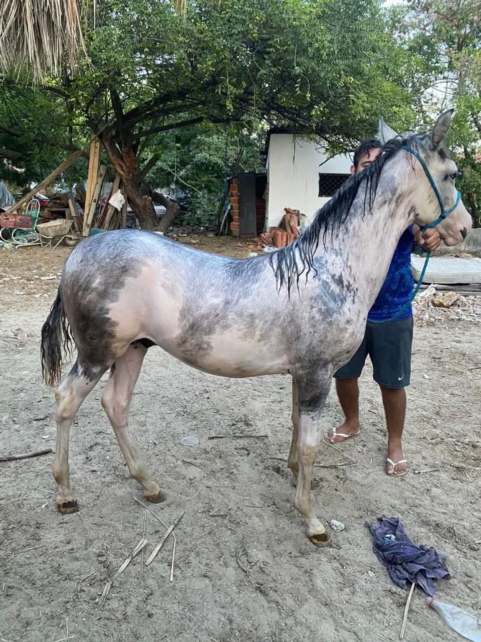 Vende-se um poldo de cavalo ?