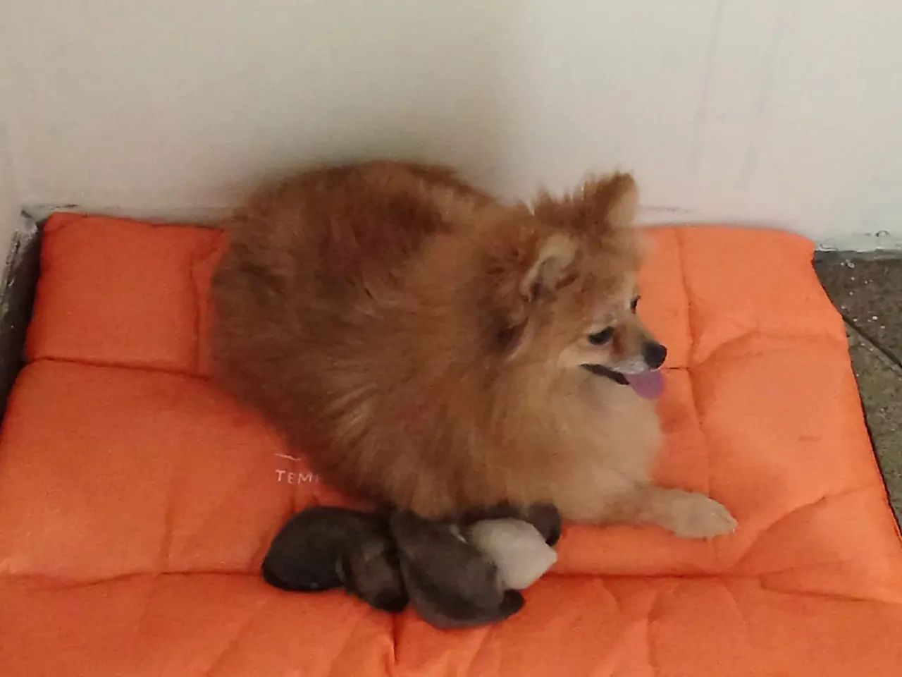 Spitz laranja  - Foto 2