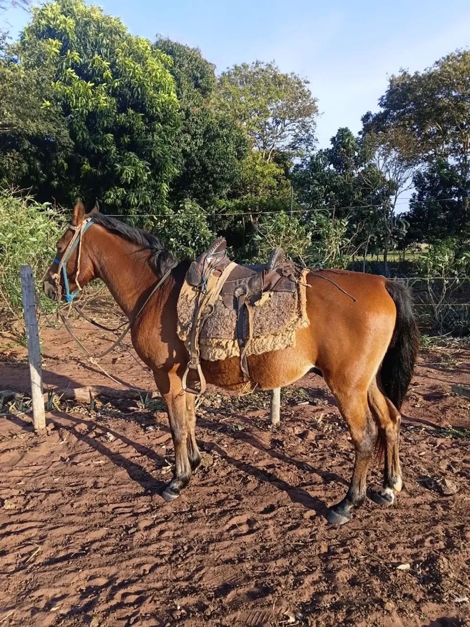 Cavalo - Foto 3