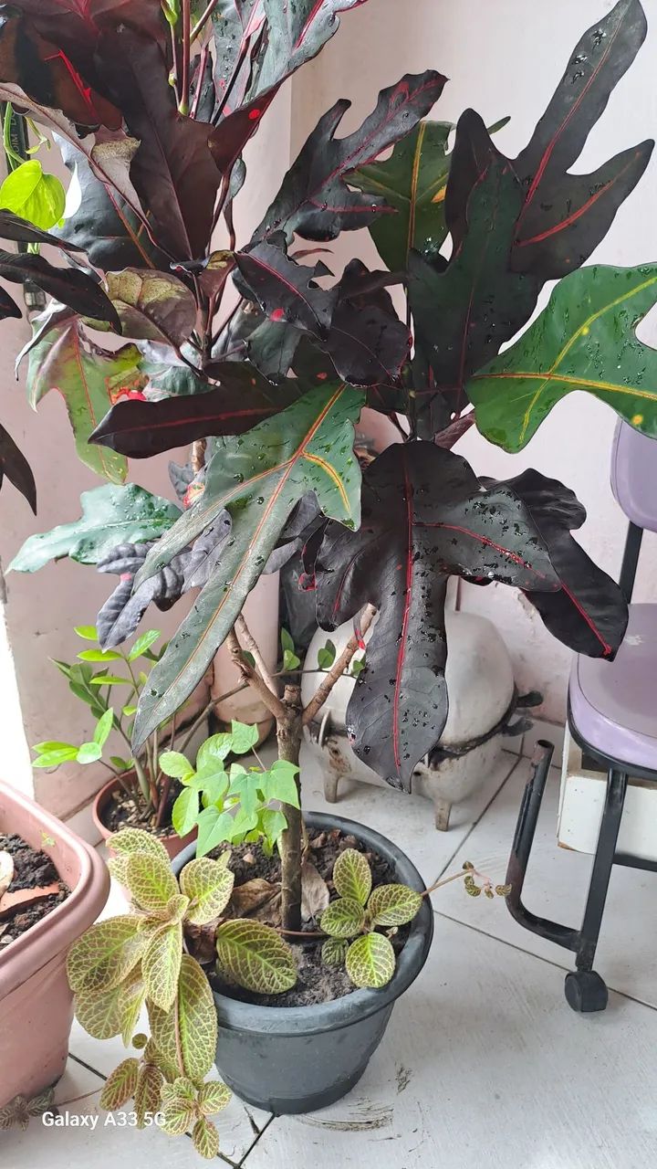 Plantas - Foto 2