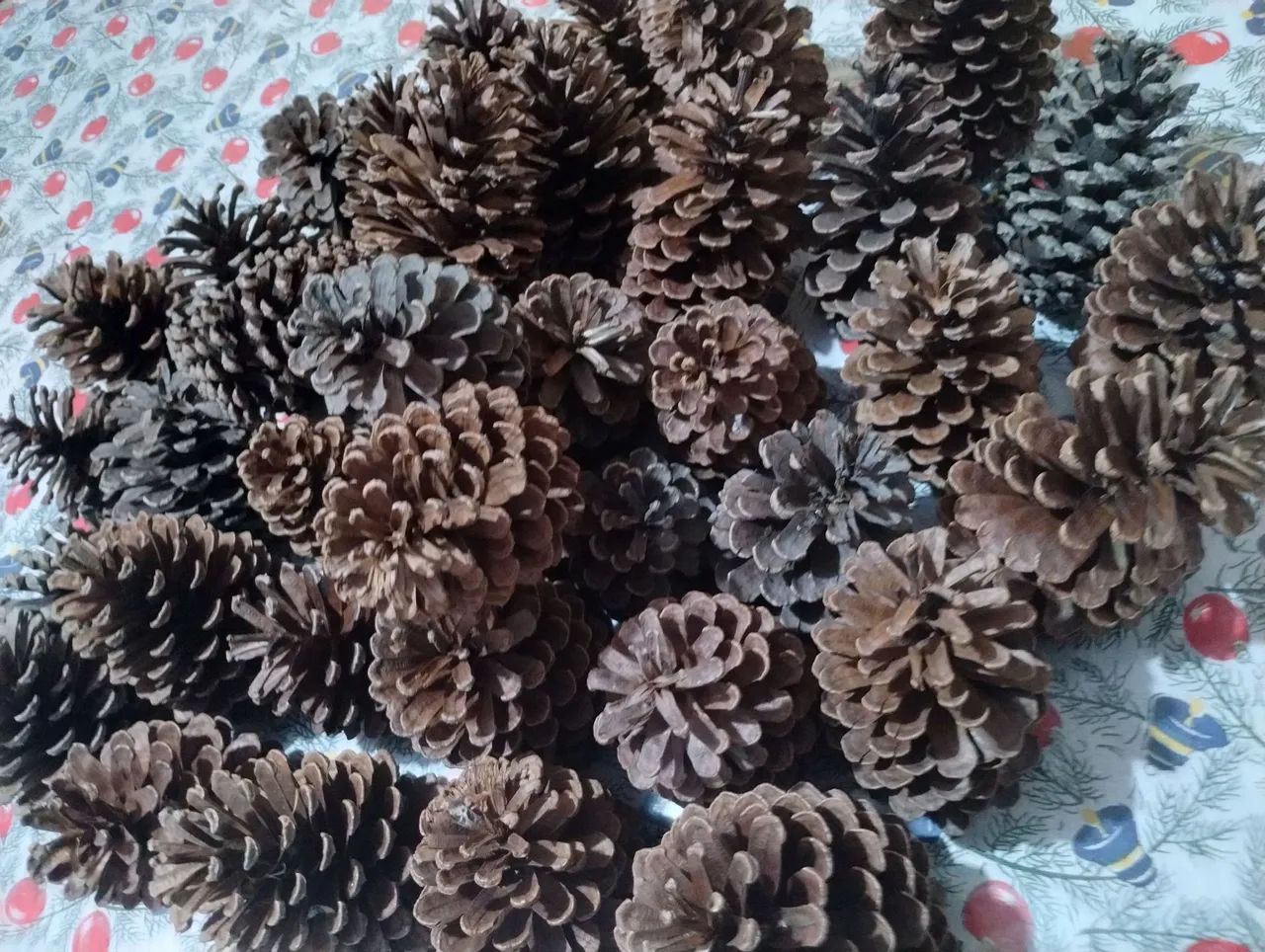 Lote de 35 pinhas Naturais, para decoração e artesanato. - Foto 5