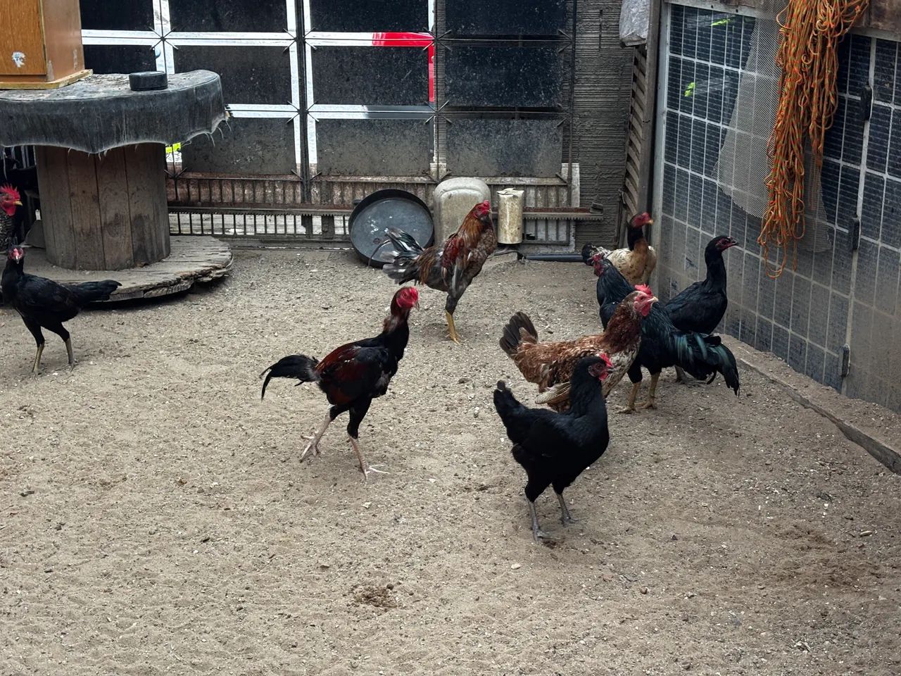 Galos e galinhas diversos. - Foto 2