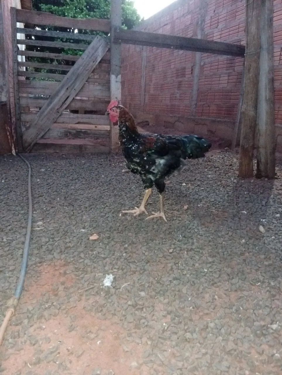 Casal de sertanejo balão  - Foto 5