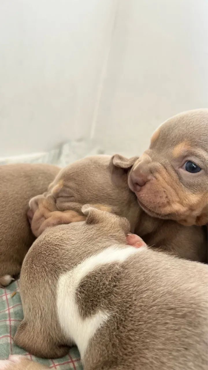 American Bully  - Foto 2