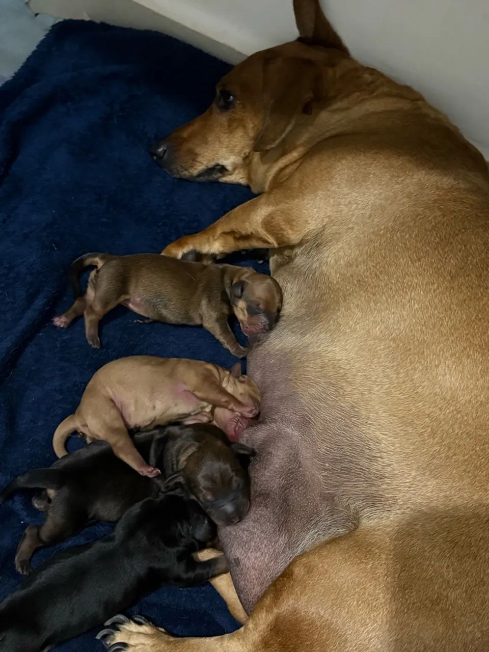 Dachshund ? salsicha ? - Foto 5