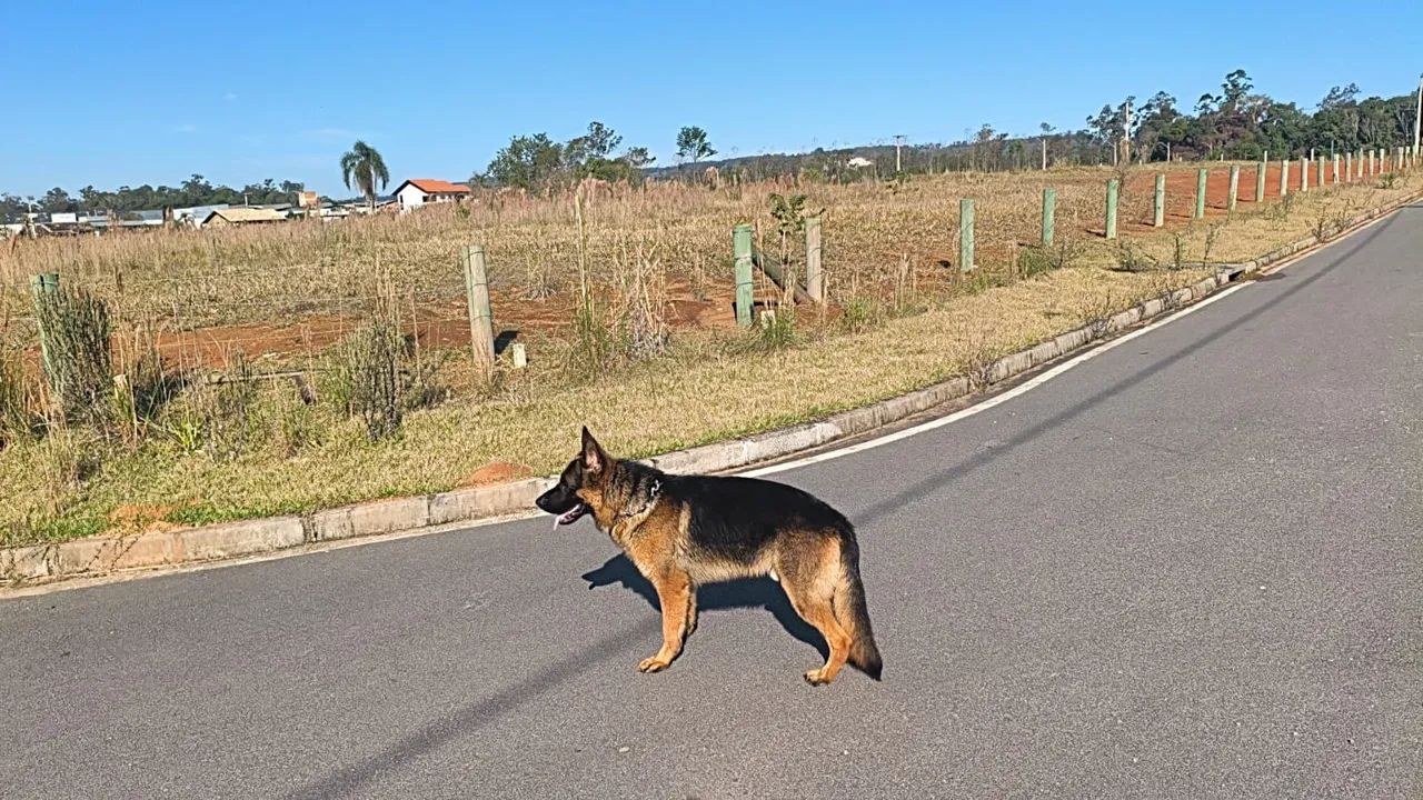 Filhotes de Pastor com Pedigree  - Foto 2