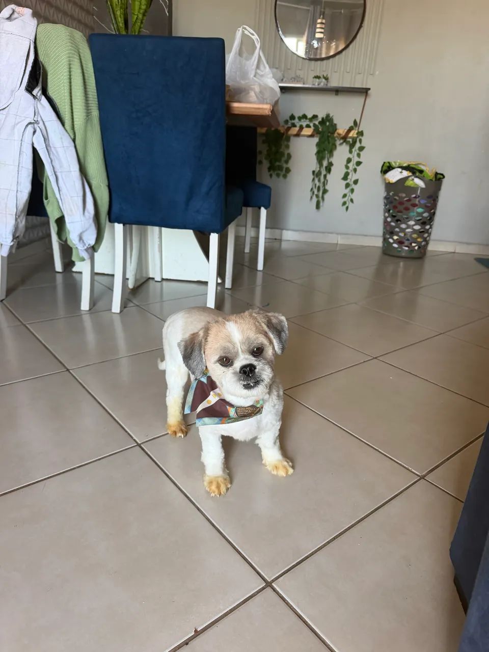 Cachorro Shih Tzu - Foto 4