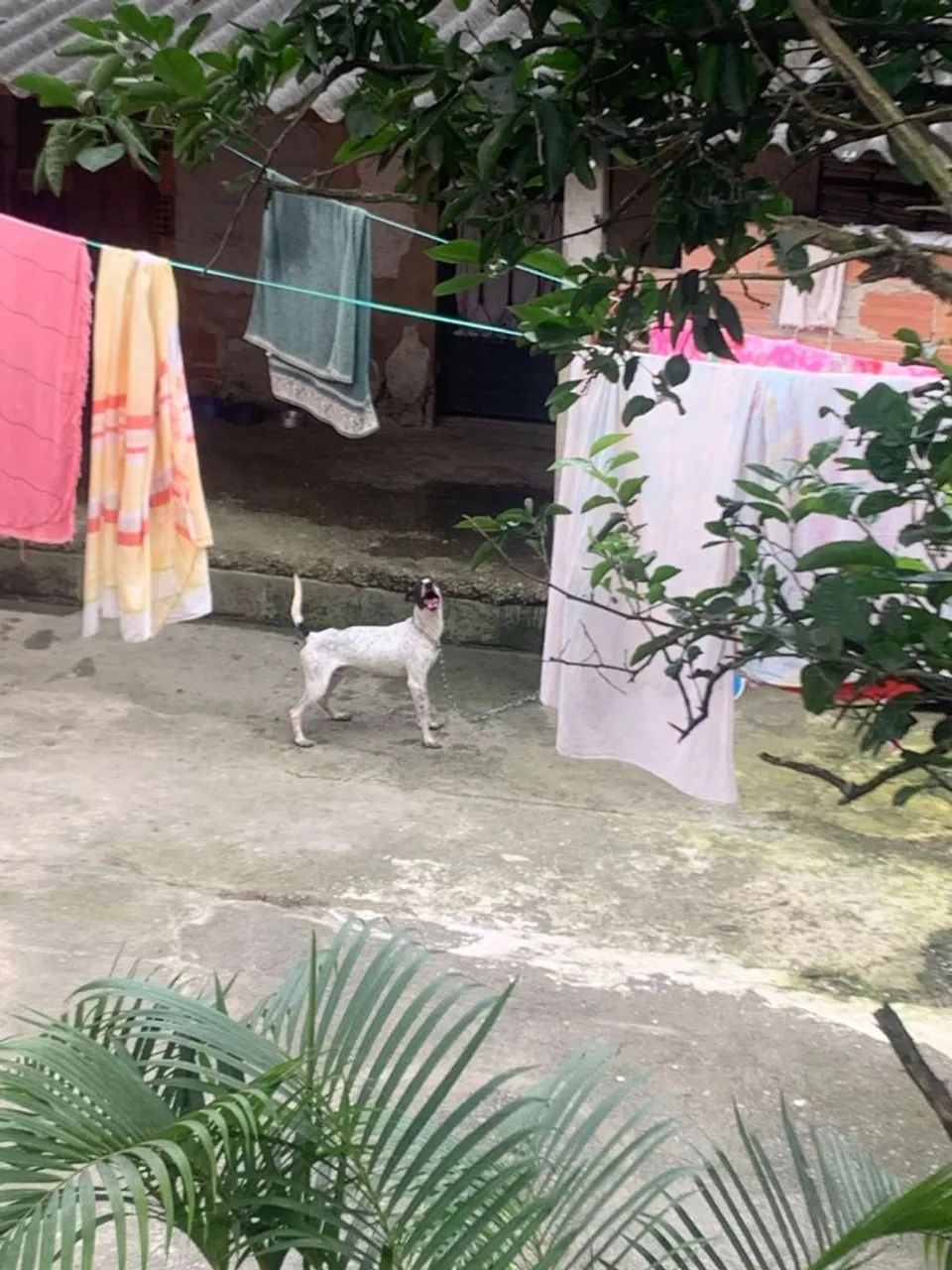 Cães para adoção  - Foto 2