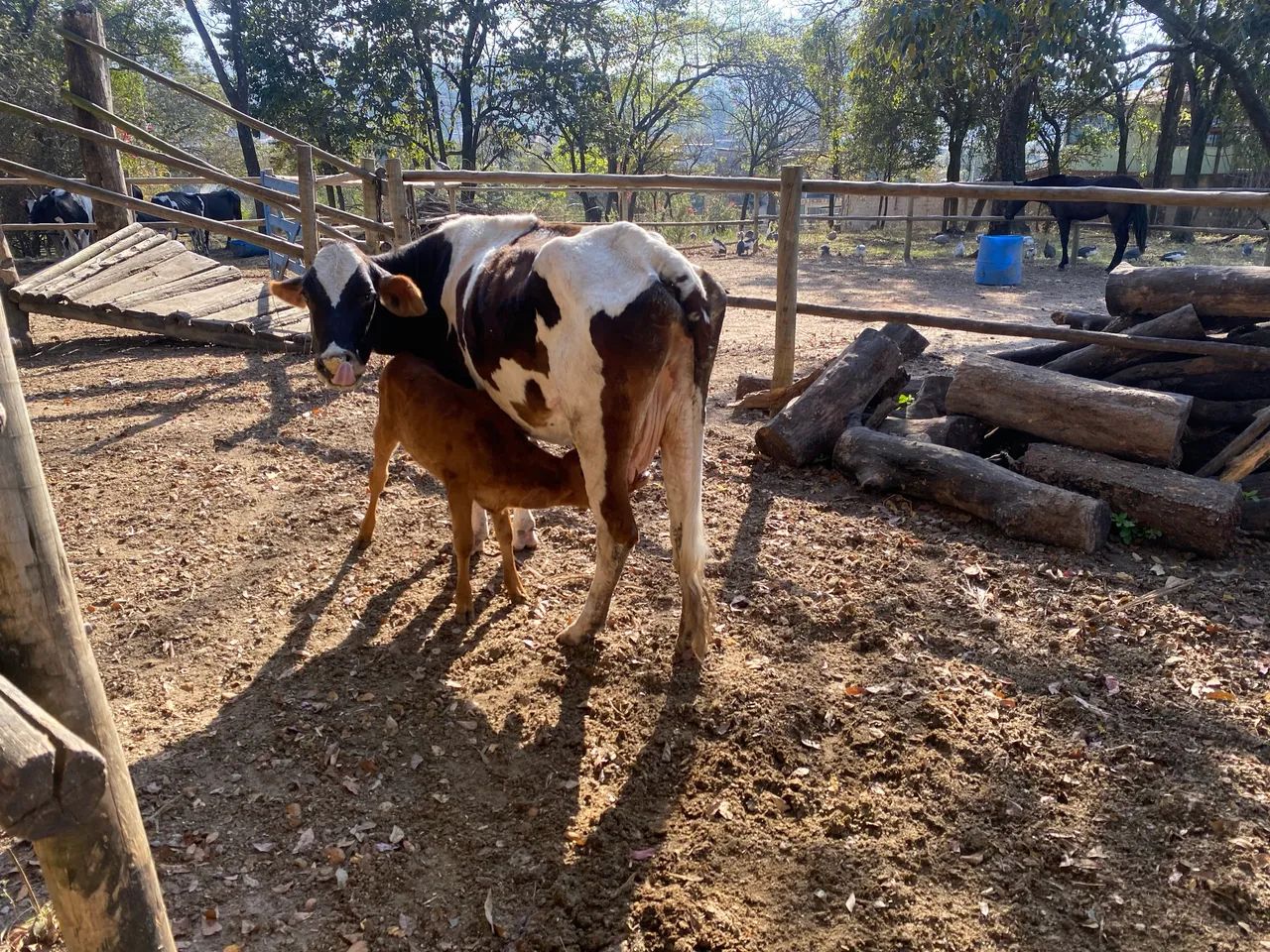Vaca parida - Foto 2