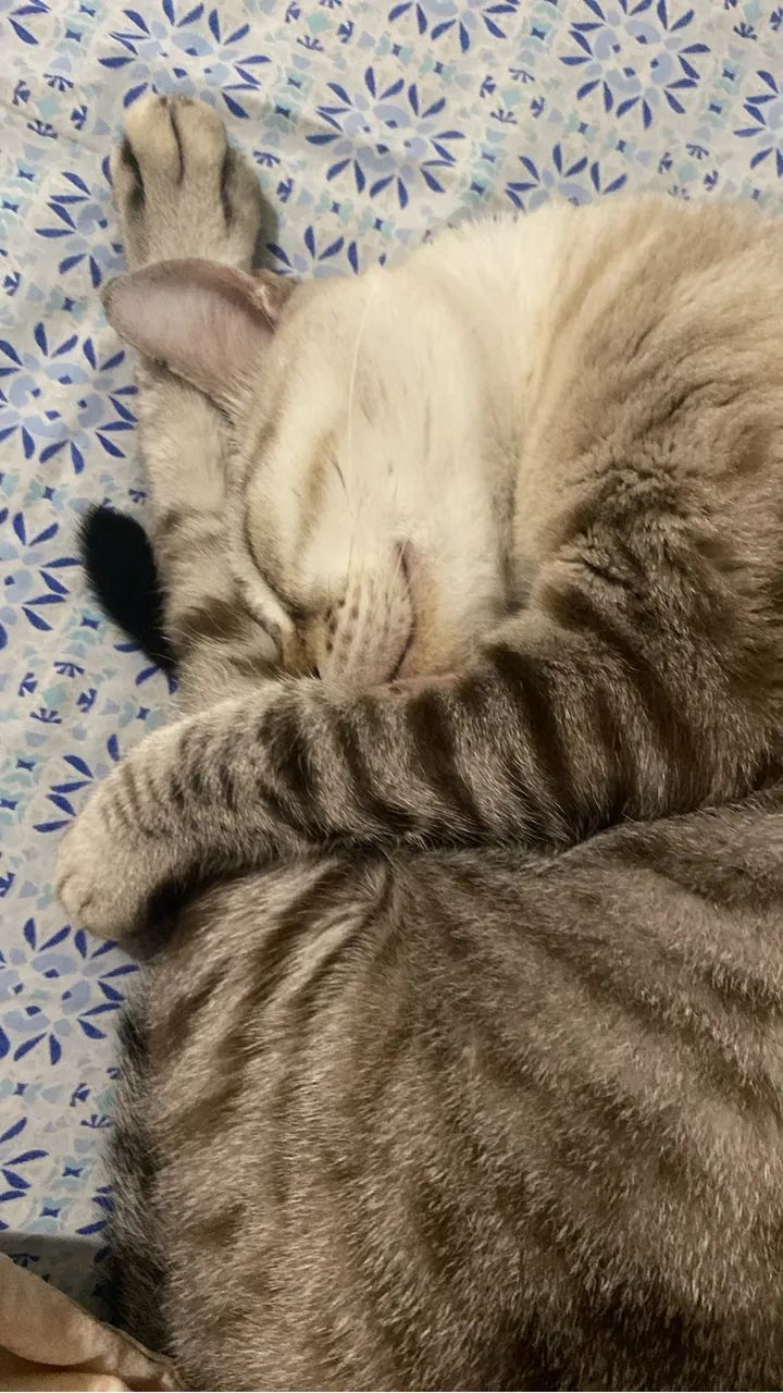 Gato encontrado no Janga, rua do Lojão dos Presentes - Foto 2
