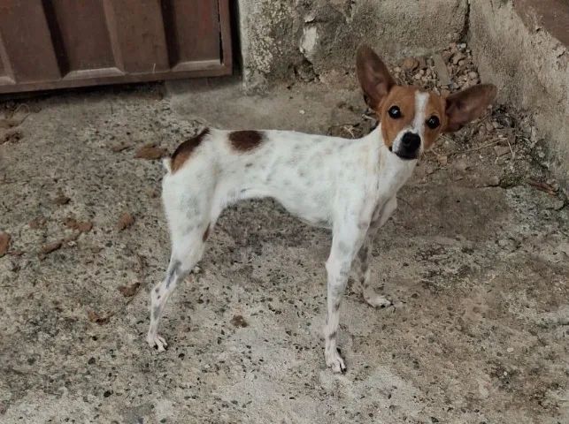 Cachorro - Foto 2