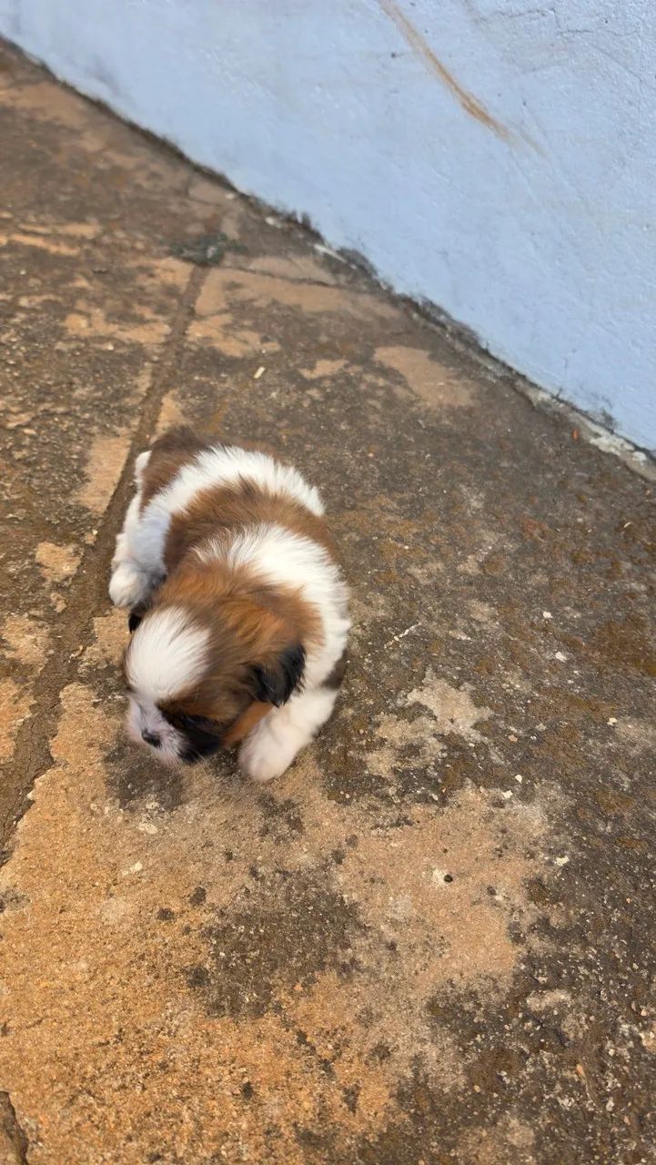 Shihtz Macho  - Foto 2