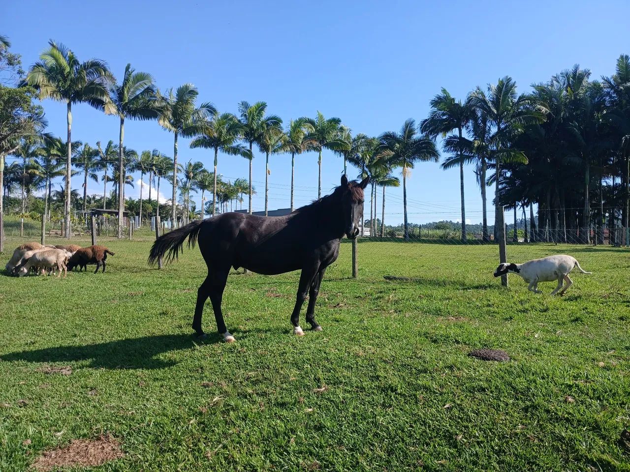 Cavalo. Mistura com quarto de milha. 8 anos  - Foto 4
