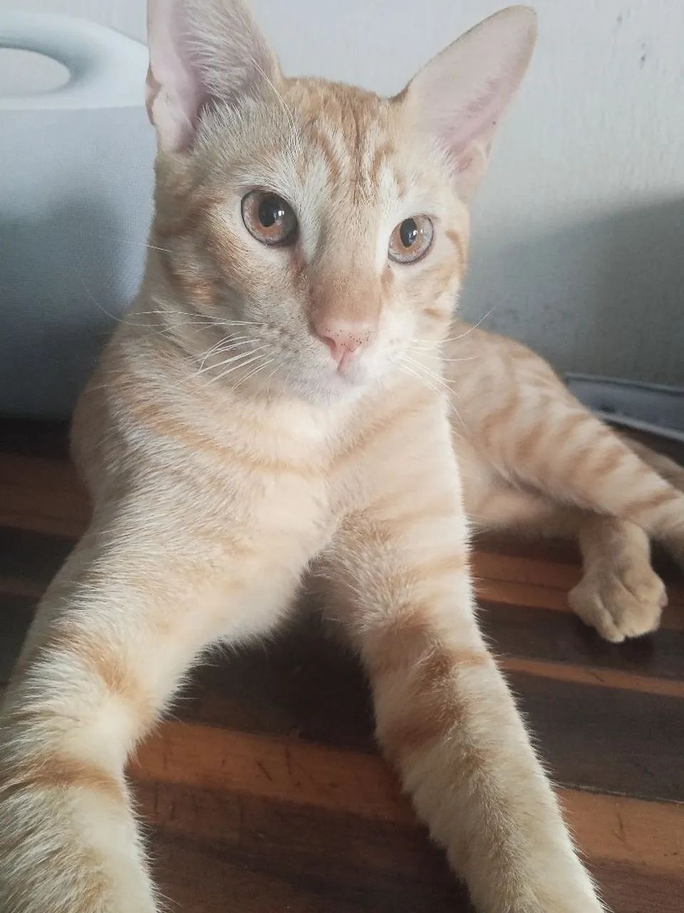 Doação de gato laranja  - Foto 5