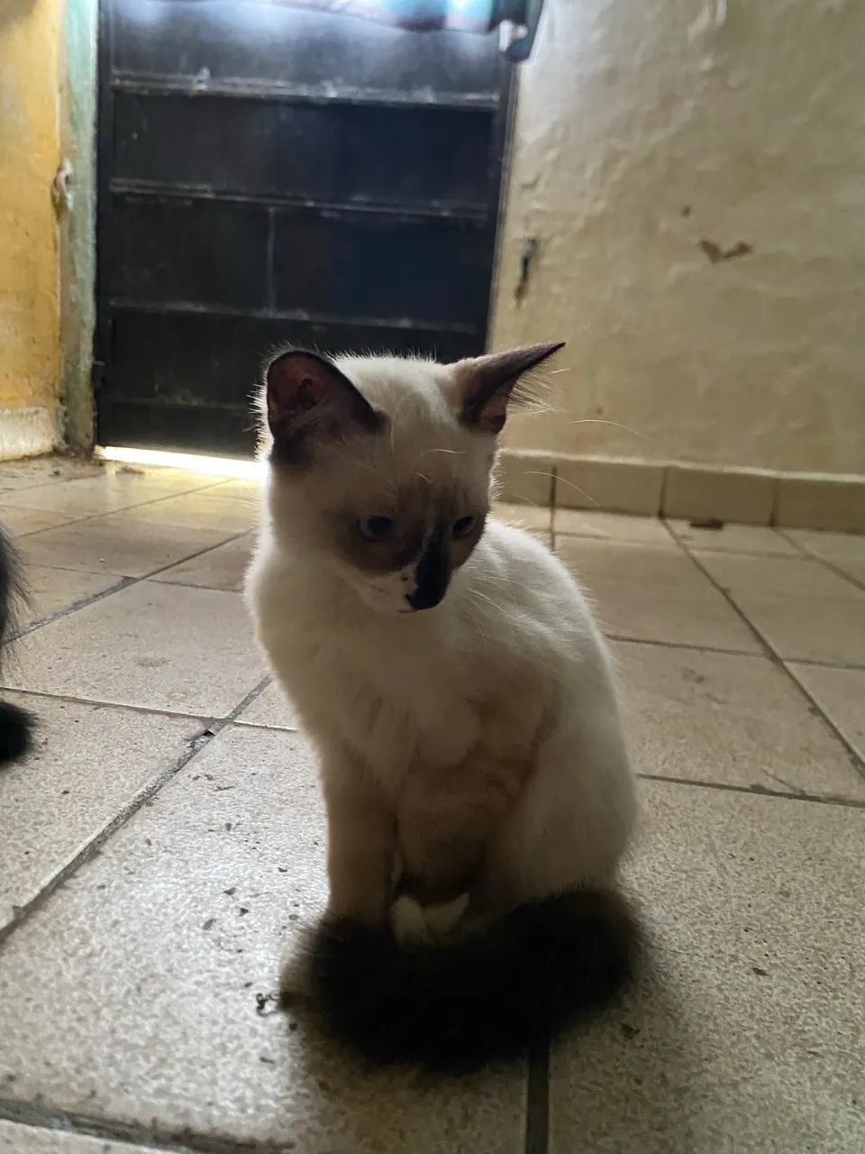 GATINHOS PARA ADOÇÃO 