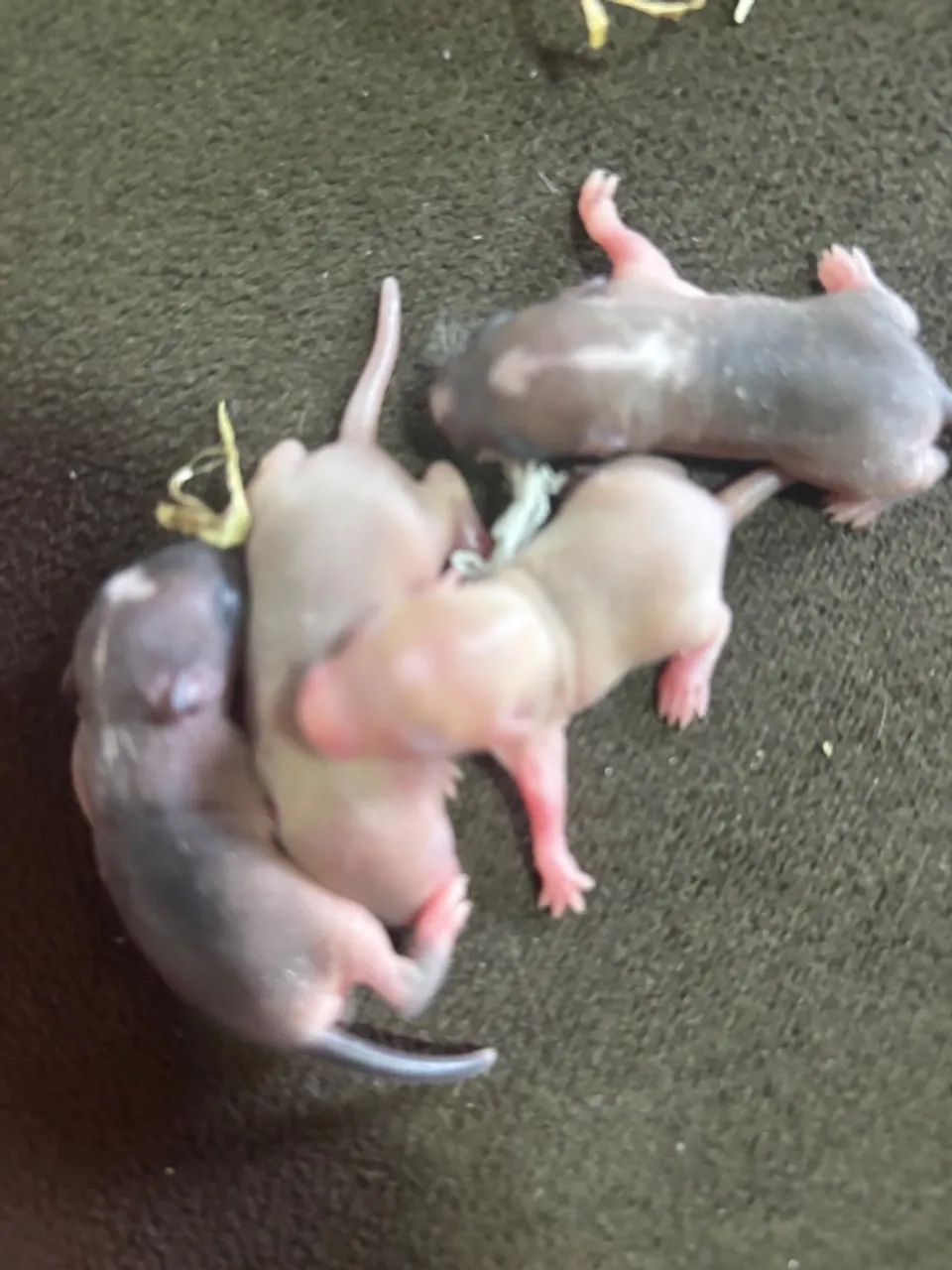 Gerbil esquilo da Mongólia ramister  - Foto 3