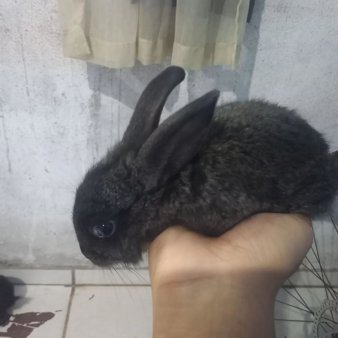 Coelho  - Foto 4