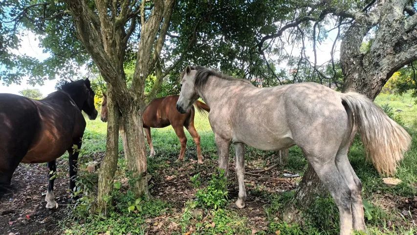 Cavalo tordilho filho de campeiro - Foto 3