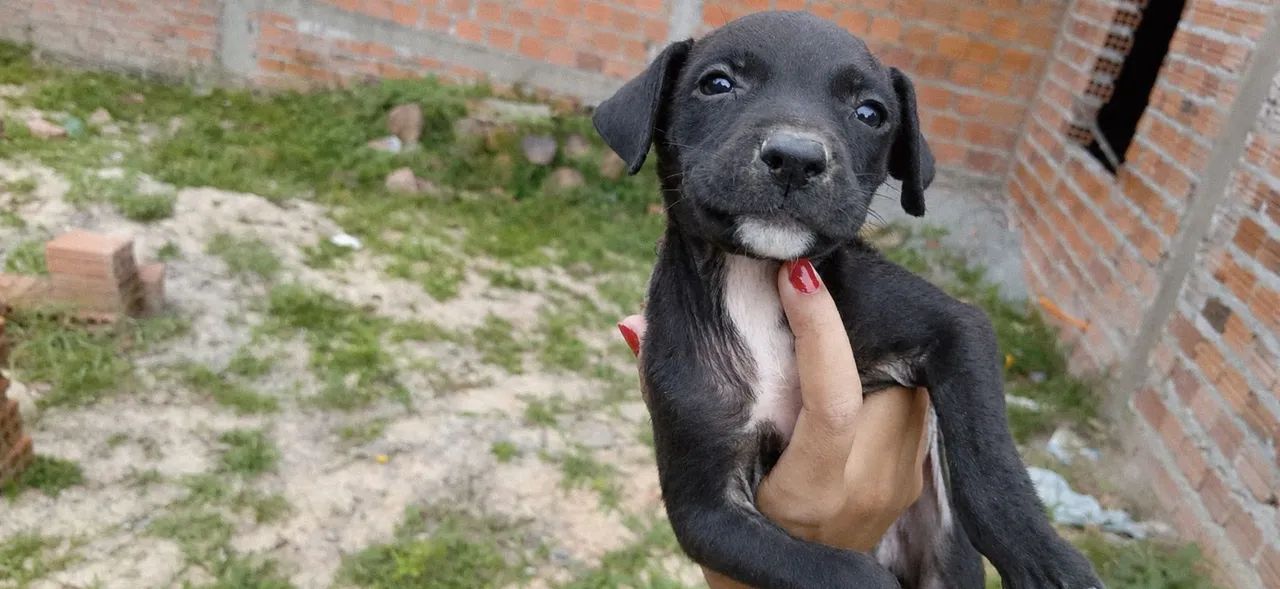 Doação de cachorro  - Foto 2