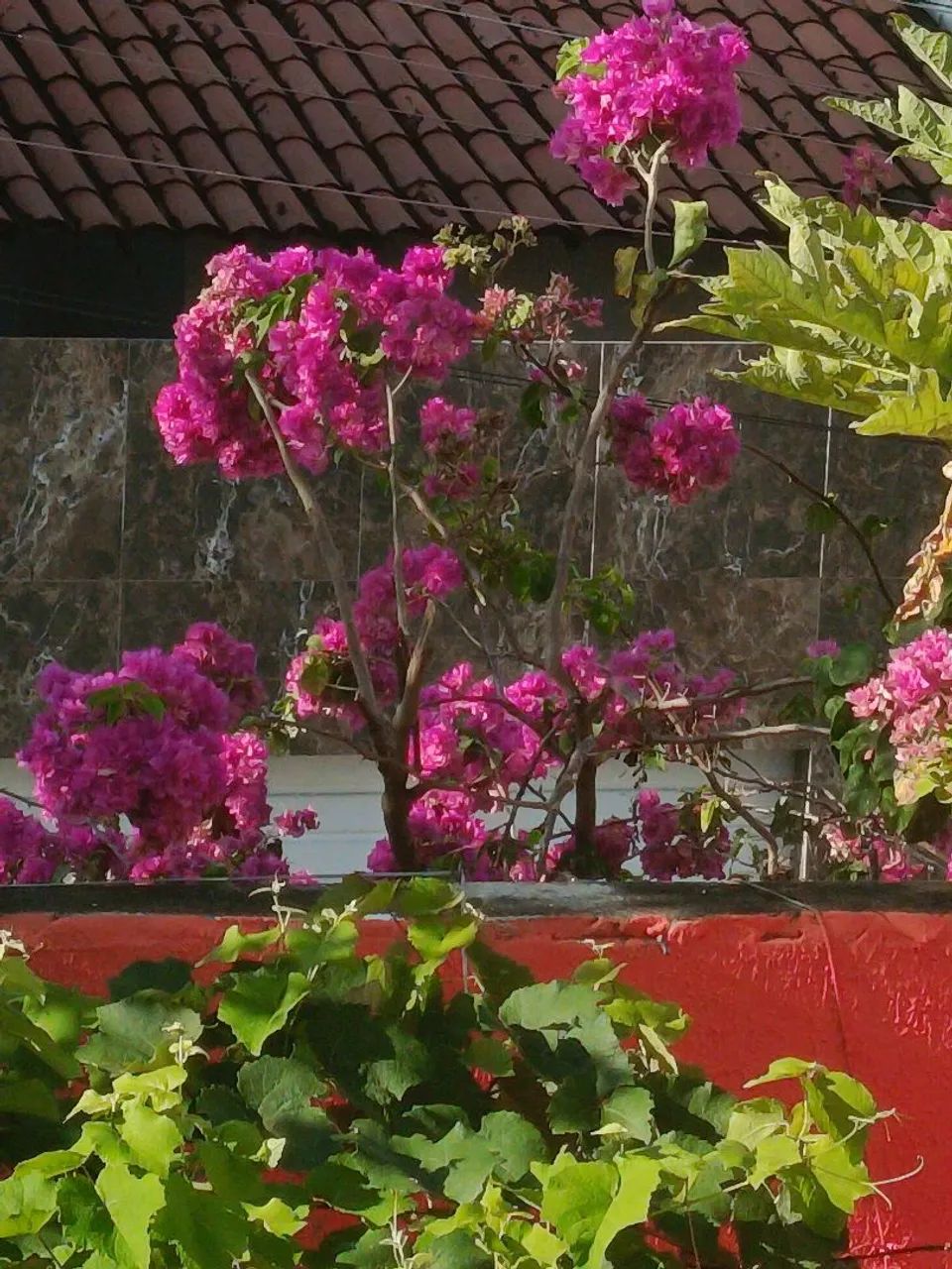 Mudas.de primavera - Foto 3