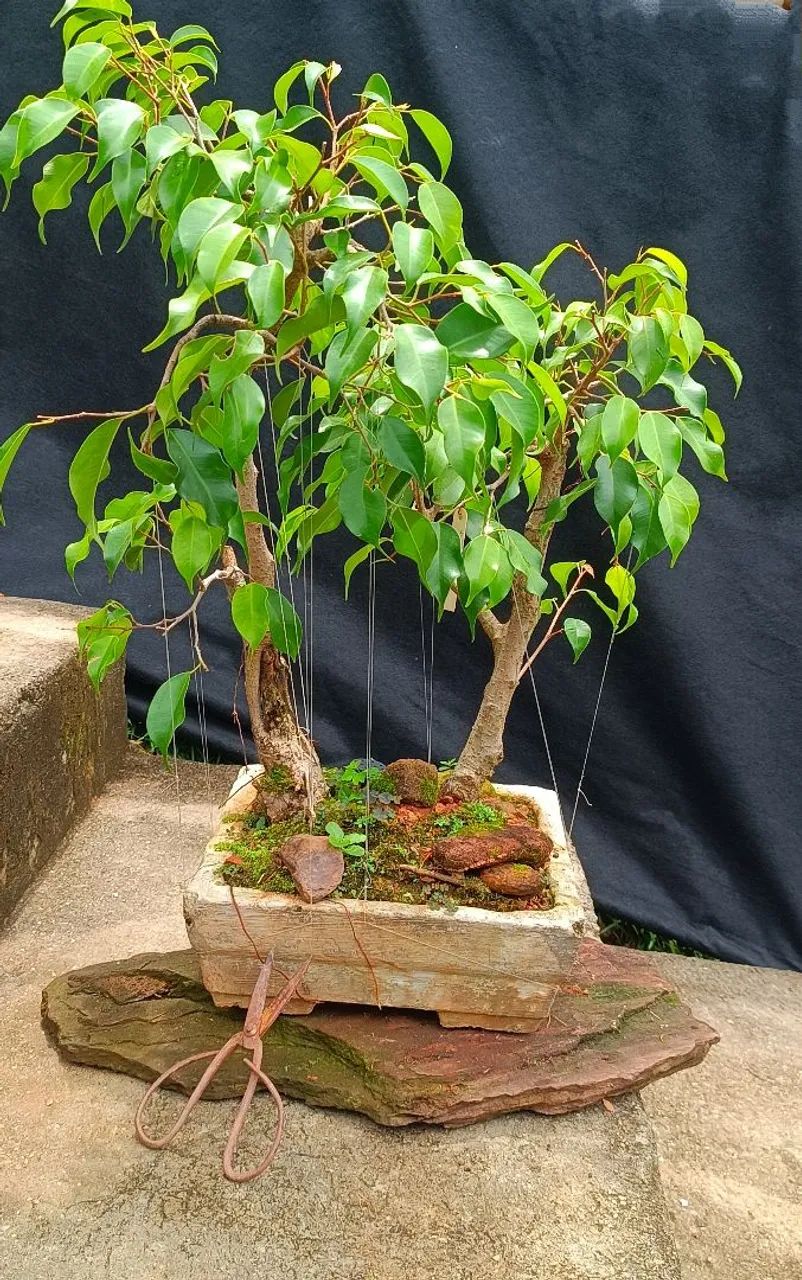 Bonsai de Ficus Benjamina - Foto 2