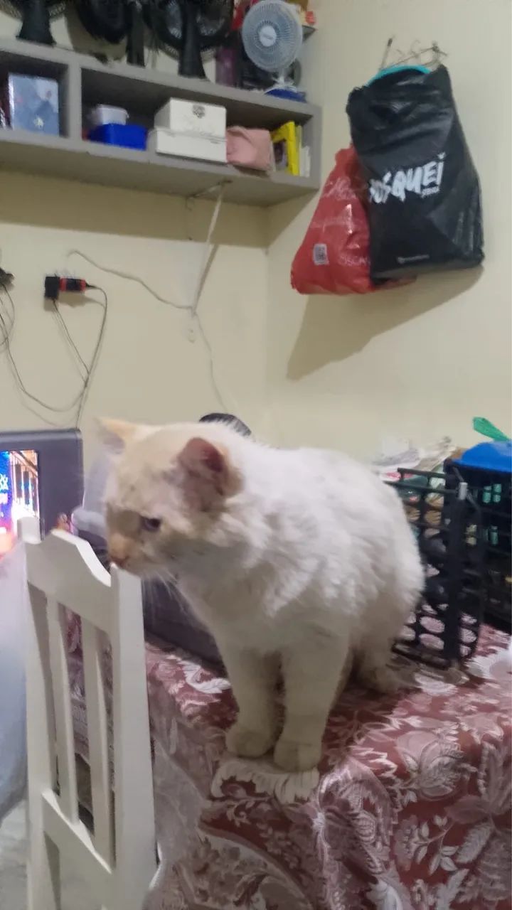 Gato macho 