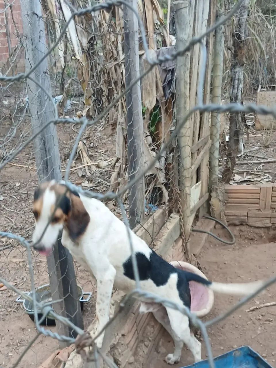 Venda de animais  - Foto 2
