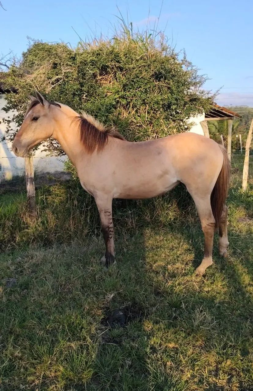 Potra Quarto de Milha 