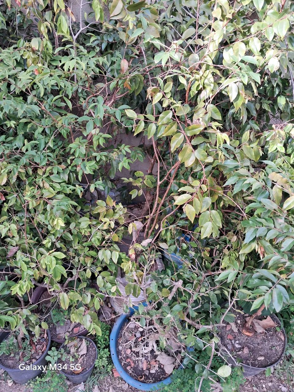 Mudas de jaboticabas  - Foto 4