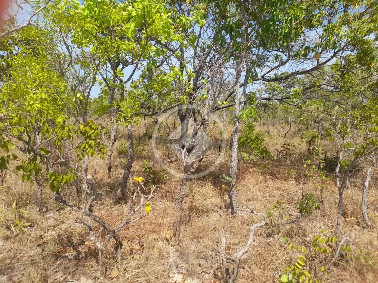 Fazenda com 1.070 alqueires à venda em Rio Sono-TO codigo: 351938 - Foto 3